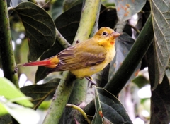 Piranga rubra