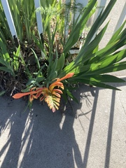 Chasmanthe floribunda