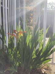 Chasmanthe floribunda