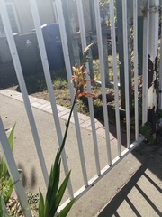 Chasmanthe floribunda