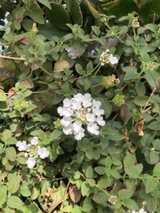 Lantana montevidensis