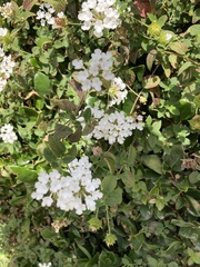 Lantana montevidensis