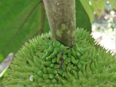 Dolichoderus attelaboides