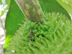Dolichoderus attelaboides