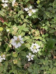 Lantana montevidensis