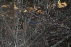 Dumetella carolinensis image