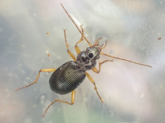 Nebria eschscholtzii