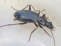 Platynus ovipennis