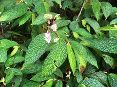 Begonia buddleiifolia