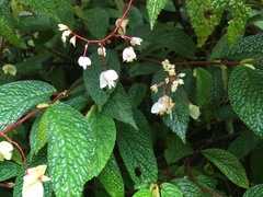 Begonia buddleiifolia
