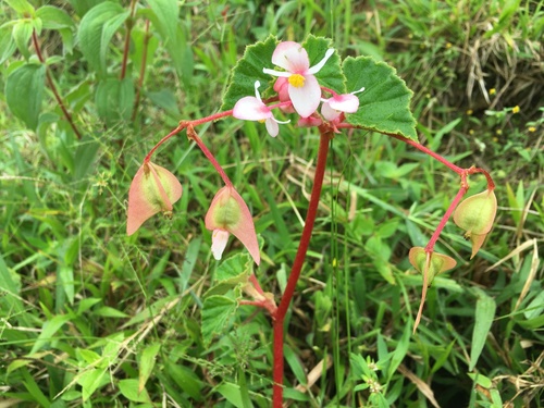 Begonias (género Begonia) · NaturaLista Colombia