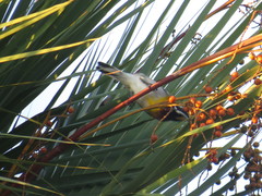 Spindalis zena benedicti