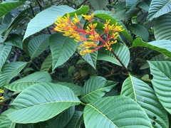 Palicourea guianensis