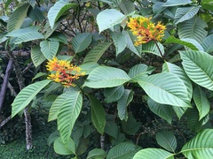 Palicourea guianensis