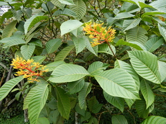 Palicourea guianensis
