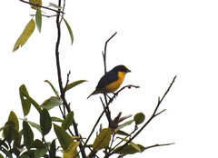 Euphonia laniirostris