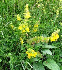 Rhynchocorys orientalis