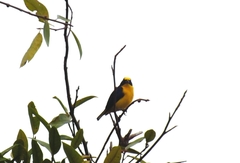 Euphonia laniirostris