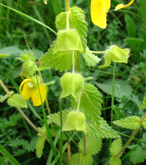 Rhynchocorys orientalis