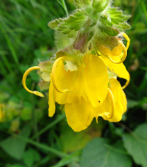 Rhynchocorys orientalis