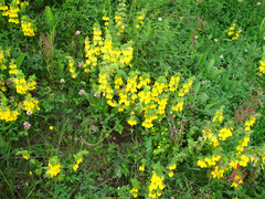 Rhynchocorys orientalis