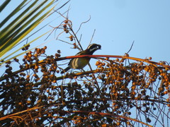 Spindalis zena benedicti