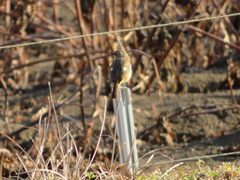 Phoenicurus auroreus