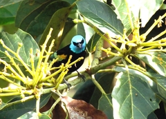 Stilpnia cyanicollis