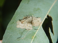 Hypertropha