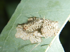 Hypertropha