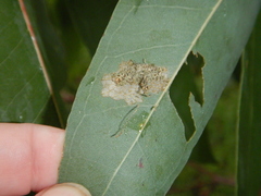 Hypertropha