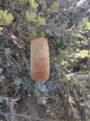Banksia praemorsa