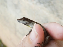 Anolis gaigei