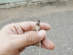 Anolis gaigei