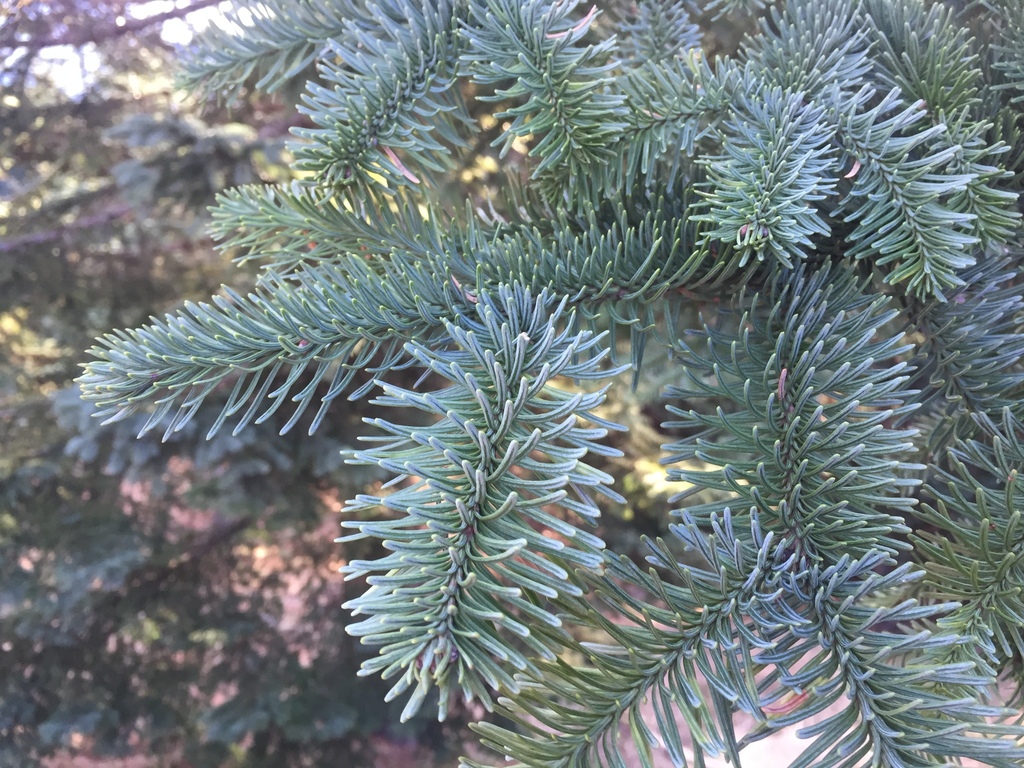 ノーブルモミ (Abies procera) · iNaturalist