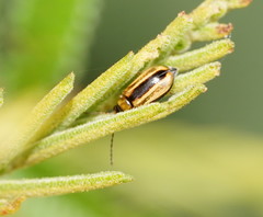 Monolepta subsuturalis