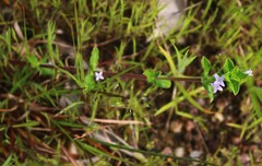 Spermacoce articularis