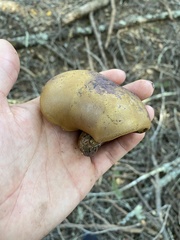 Tylopilus humilis