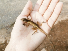 Anolis gaigei