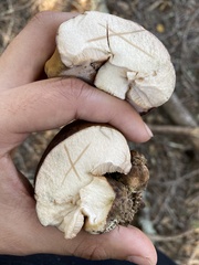 Tylopilus humilis