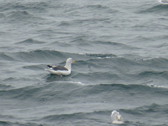 Larus occidentalis occidentalis