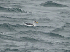 Larus occidentalis occidentalis