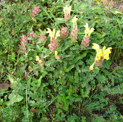Scutellaria oreophila