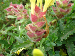 Scutellaria oreophila