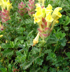 Scutellaria oreophila
