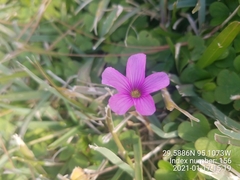 Oxalis hispidula