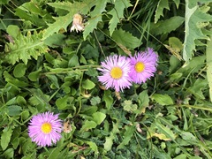 Erigeron caucasicus venustus