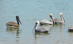 Pelecanus occidentalis