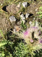 Cirsium obvallatum