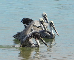 Pelecanus occidentalis